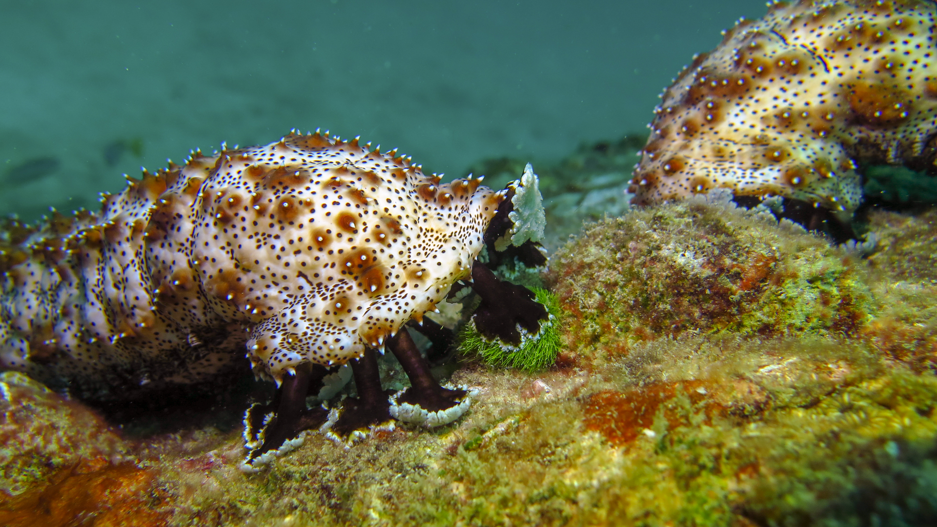 Racha Yai – Staghorn Reef