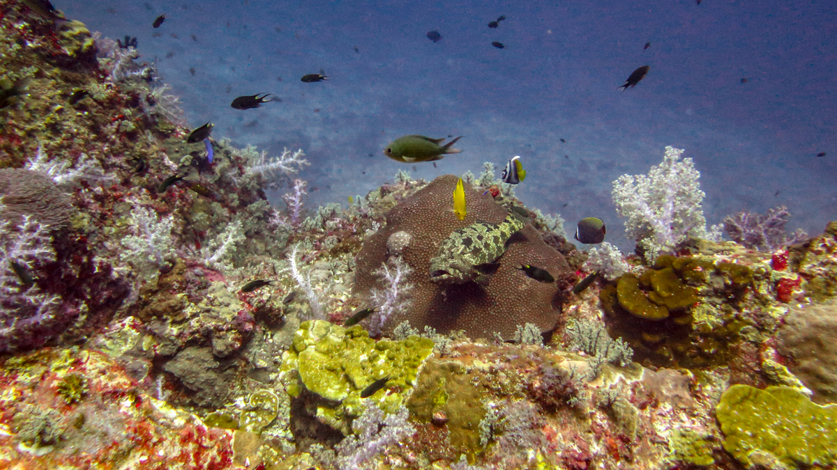 HIN DAENG, HIN MUANG, KOH HA